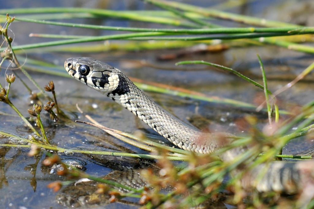 Angebote Schwimmkurse