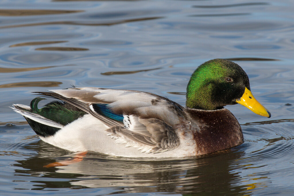 Angebote Schwimmkurse