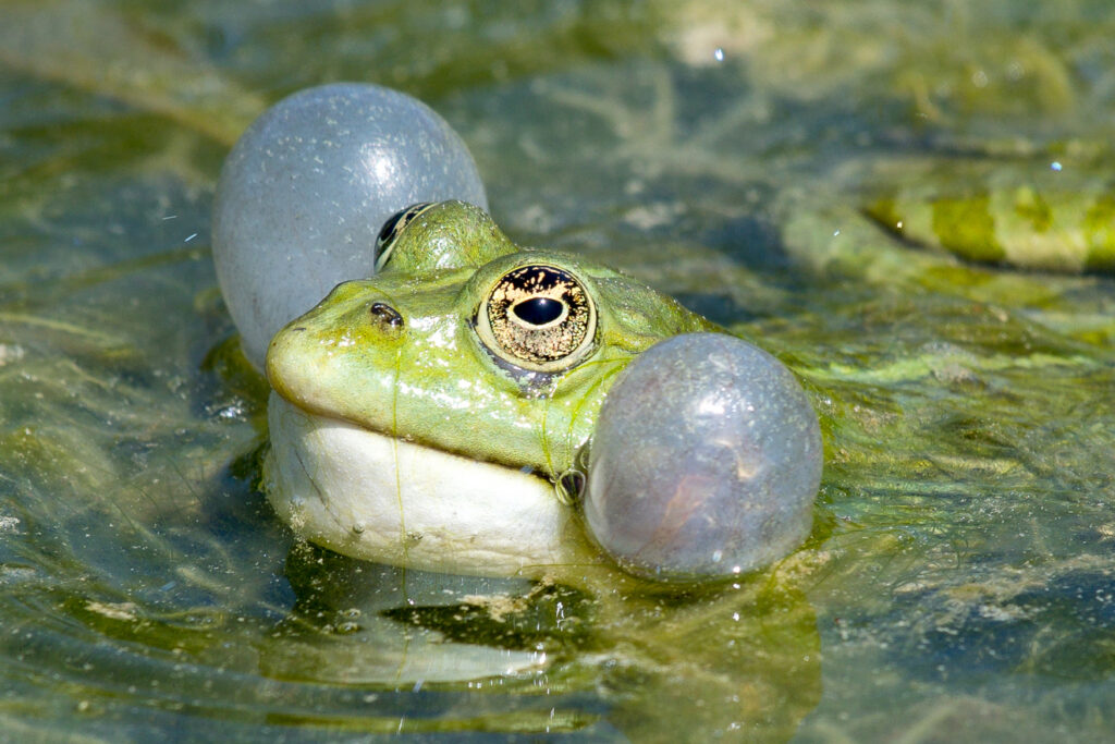 Angebote Schwimmkurse