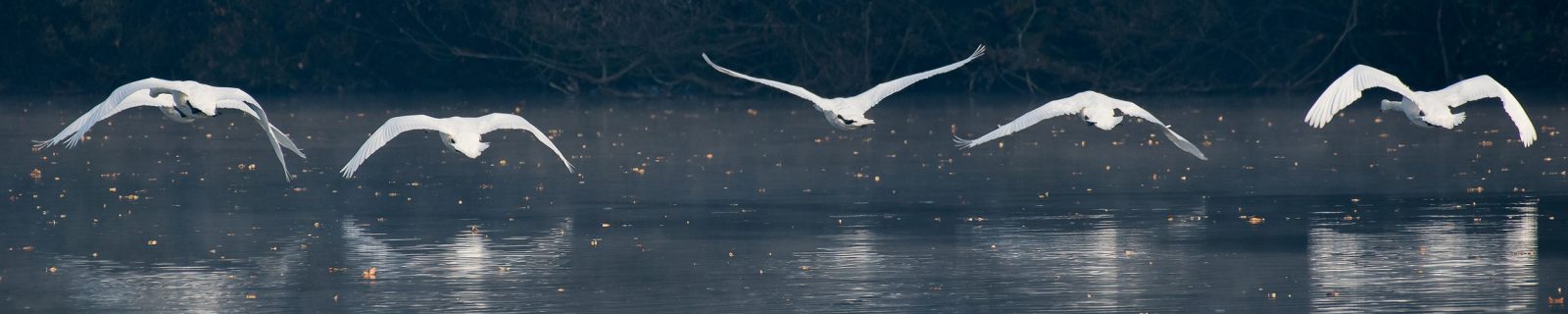 Angebote Schwimmkurse