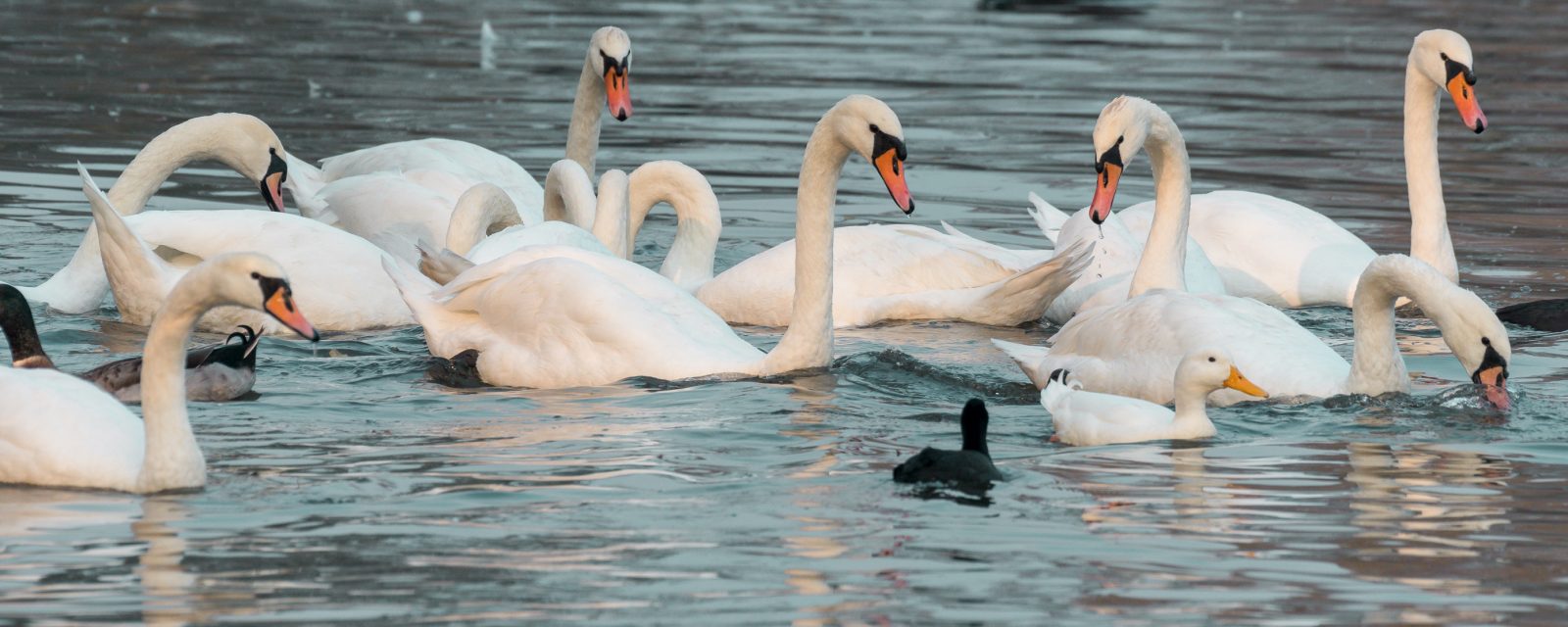 Angebote Schwimmkurse